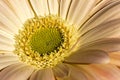 Gerbera champagne flower core in detail