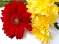 Gerbera and chrysanthemum flowers ! Royalty Free Stock Photo