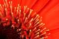 Gerbera4_9 Royalty Free Stock Photo
