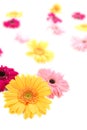 Gerbera colorful blur flowers background Royalty Free Stock Photo