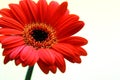 Gerbera with copy space Royalty Free Stock Photo