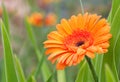 Gerbera covered with dew closeup