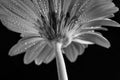 Gerbera covered with water drops