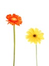 Gerbera daisies Royalty Free Stock Photo