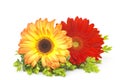 Gerbera daisies Royalty Free Stock Photo