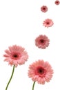 Gerbera Daisies Royalty Free Stock Photo