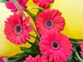 Gerbera daisies Royalty Free Stock Photo