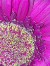 Gerbera daisies Gerbera jamesonii Royalty Free Stock Photo