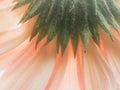Gerbera Daisy, Closeup of Sepals and Petals Royalty Free Stock Photo