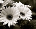 Gerbera Daisies Up Close in Black & White