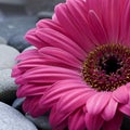 Gerbera daisy Royalty Free Stock Photo