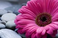 Gerbera daisy Royalty Free Stock Photo