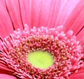 Gerbera daisy