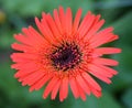 Gerbera Daisy