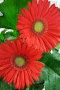 Gerbera daisy Royalty Free Stock Photo