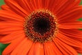 Gerbera daisy Royalty Free Stock Photo