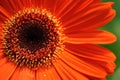 Gerbera daisy Royalty Free Stock Photo