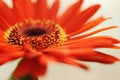 Gerbera daisy Royalty Free Stock Photo