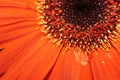 Gerbera daisy Royalty Free Stock Photo