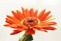 Gerbera daisy Royalty Free Stock Photo