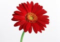 Gerbera Daisy Royalty Free Stock Photo