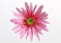 Gerbera Daisy Royalty Free Stock Photo