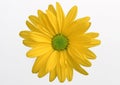 Gerbera Daisy-3 Royalty Free Stock Photo