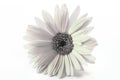 Gerbera Daisy Royalty Free Stock Photo