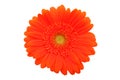 Gerbera Daisy Royalty Free Stock Photo