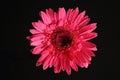 Gerbera Daisy