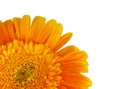 Gerbera daisy Royalty Free Stock Photo