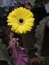 Gerbera daisy