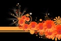 Gerbera daisy background