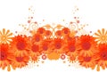 Gerbera daisy background