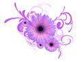 Gerbera daisy background