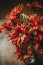 Gerbera daisy bouquet in a vase Royalty Free Stock Photo