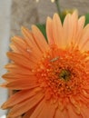 Gerbera daisy bug Royalty Free Stock Photo