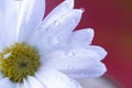 Gerbera daisy, close-up macro photo. emotional and romantic feelings.