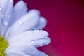 Gerbera daisy, close-up macro photo. emotional and romantic feelings.