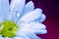 Gerbera daisy, close-up macro photo. emotional and romantic feelings.