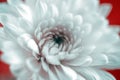 Gerbera daisy, close-up macro photo. emotional and romantic feelings.