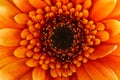 Gerbera daisy Royalty Free Stock Photo
