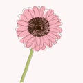 Gerbera Daisy flower