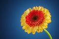 Gerbera daisy flower on blue background Royalty Free Stock Photo