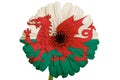 Gerbera daisy flower in flag of wales