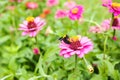 Gerbera or Daisy, Flower pink color with bumble bee Royalty Free Stock Photo