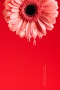 gerbera daisy flower with water dropping, concept of freshness and morning dew Royalty Free Stock Photo