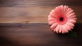 Gerbera Daisy Flower on Wood Background with Copy Space