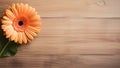 Gerbera Daisy Flower on Wood Background with Copy Space