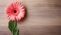 Gerbera Daisy Flower on Wood Background with Copy Space